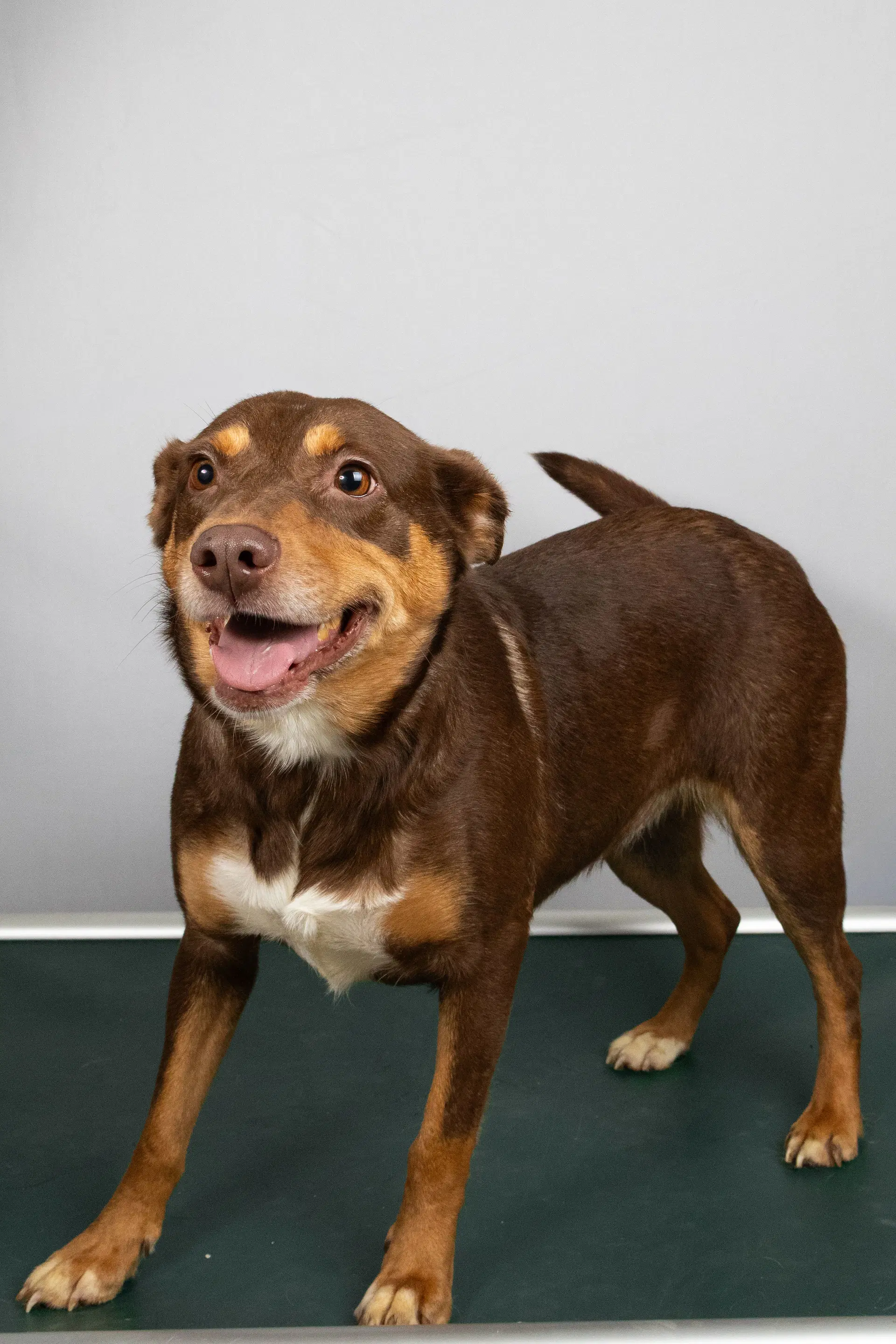 Marina - Cattle Dog