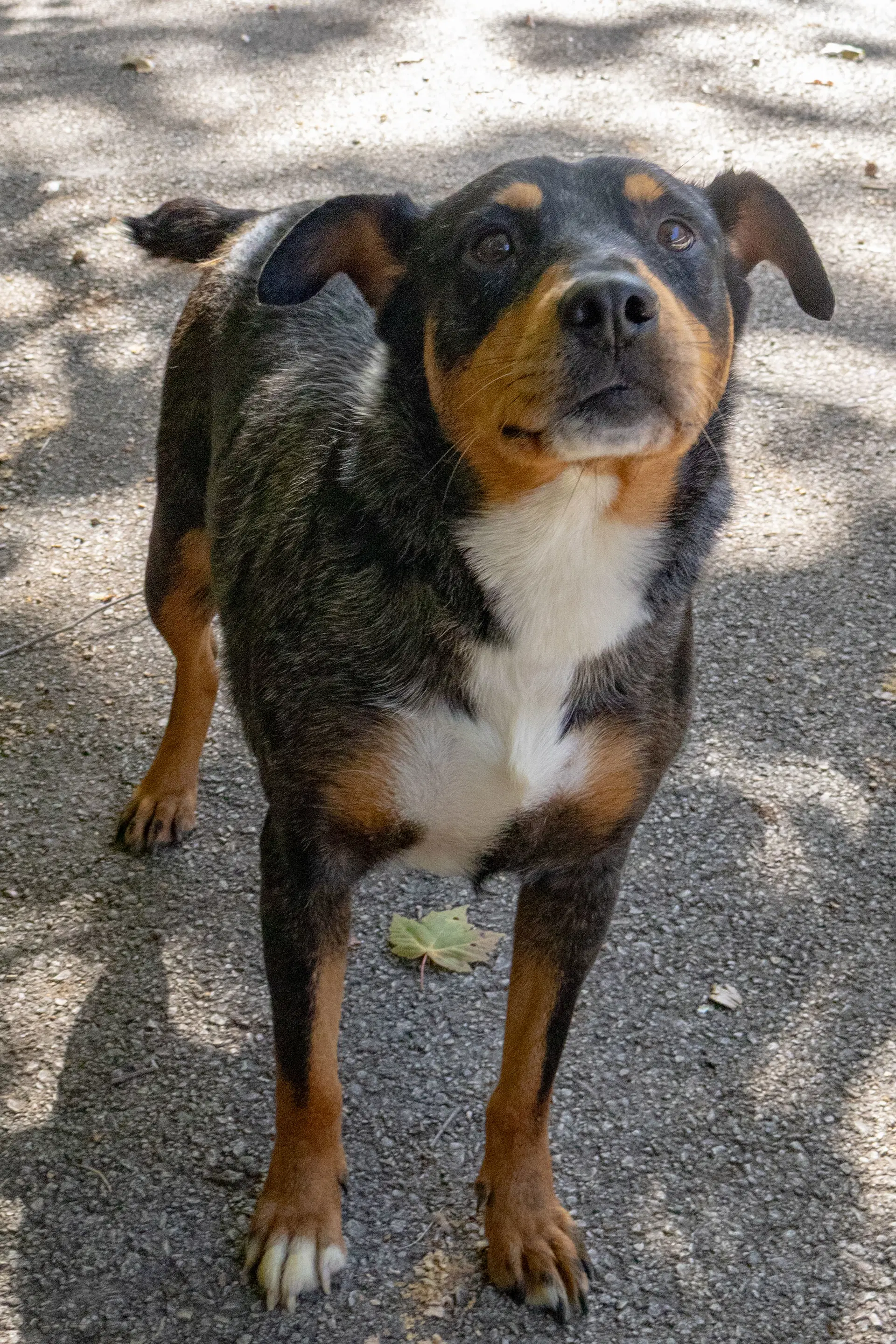 Madonna - Cattle Dog