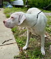 Bailey