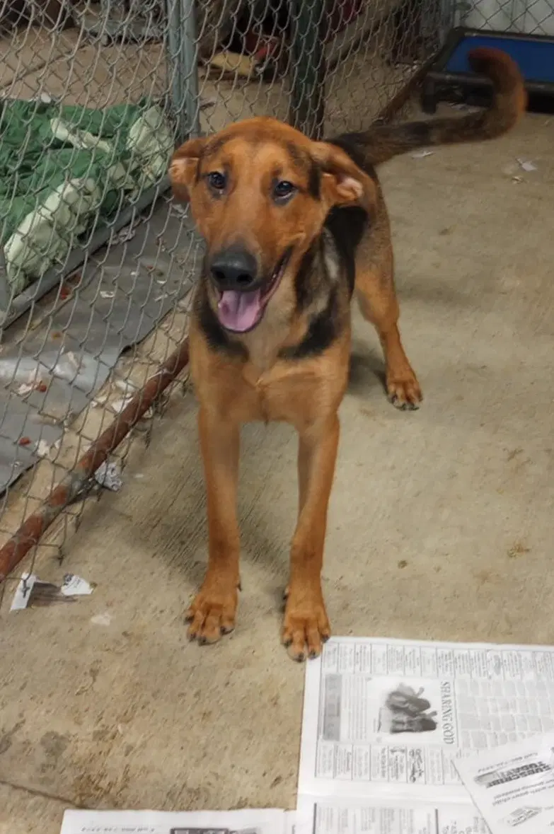 Shane - Doberman Pinscher