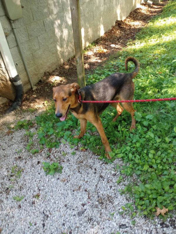 Scooby