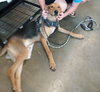 Scooby
