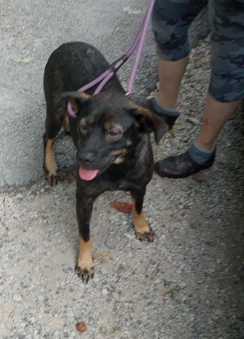 FANNY - Shepherd / Beagle available for adoption