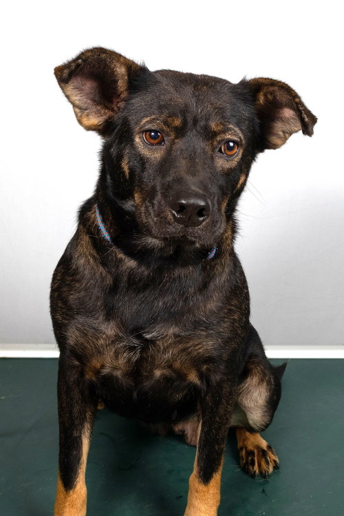 FANNY - Shepherd / Beagle available for adoption