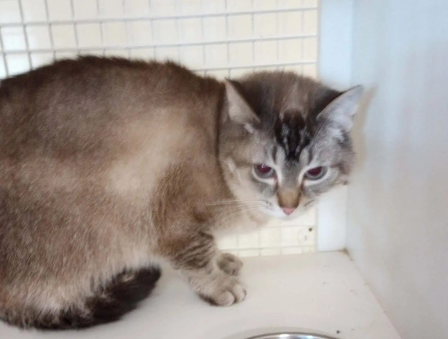 Marie - Siamese