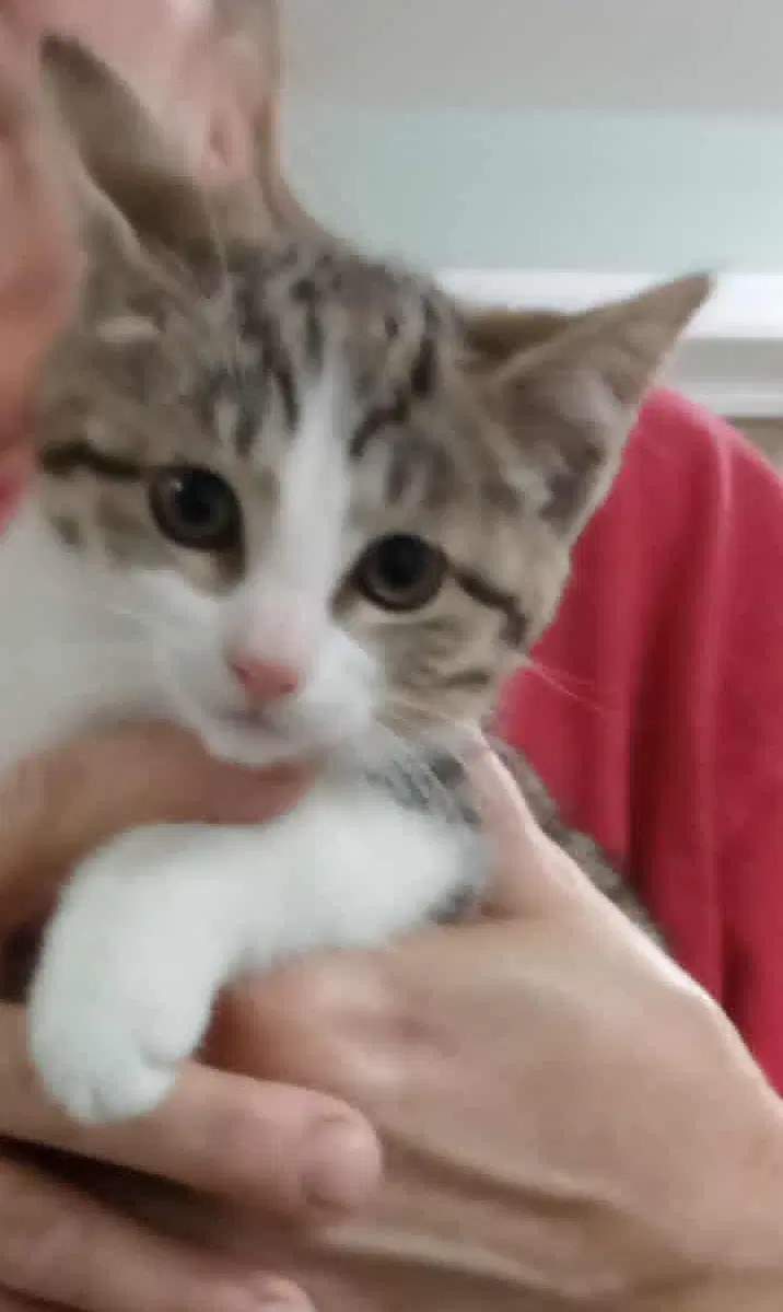 Missy - Domestic Short Hair