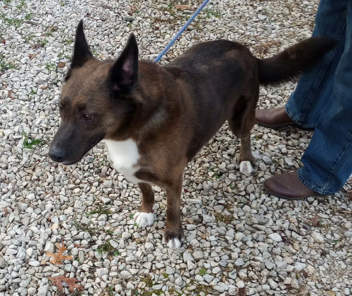 Trigger - Cattle Dog