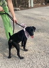 Darla