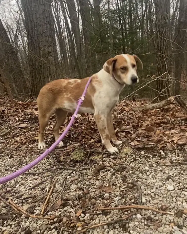 Reecie - Retriever