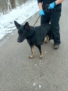 Bruno