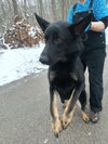 Bruno