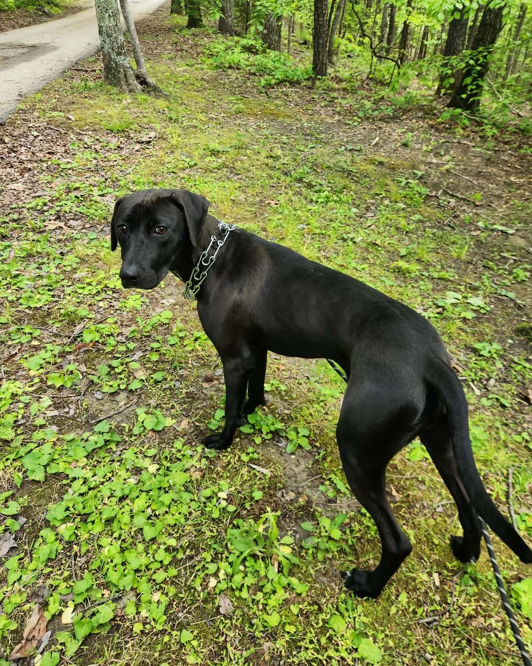 Maddox