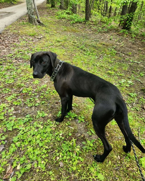 Maddox, an adoptable Hound in Frenchburg, KY