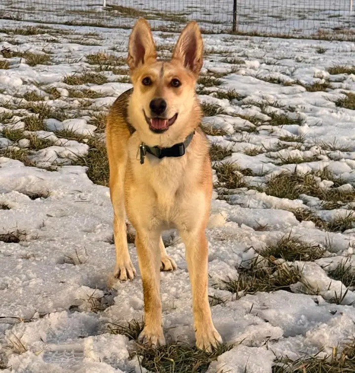 Rosie - German Shepherd Dog