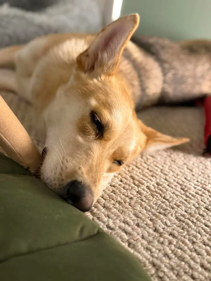 Rosie image 2