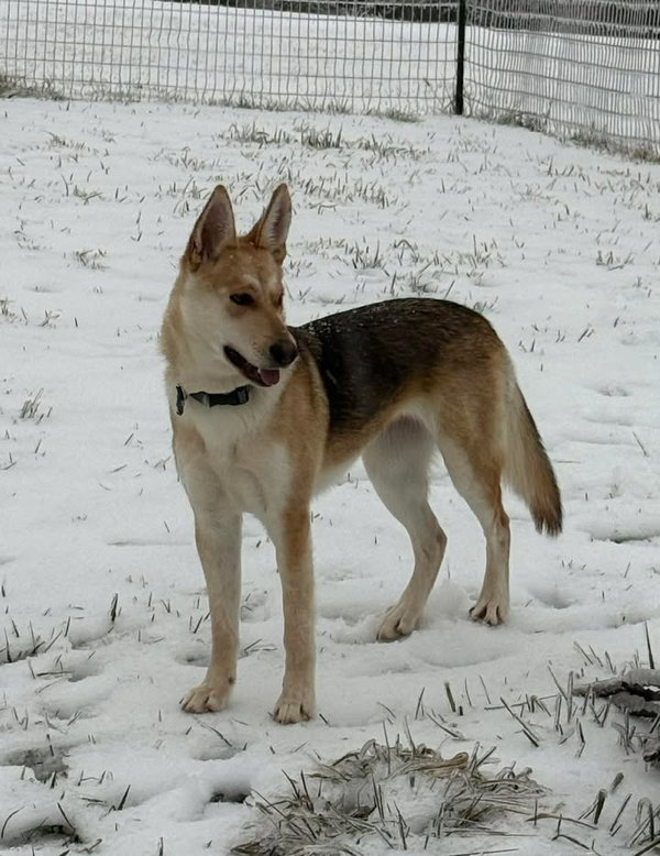 Rosie