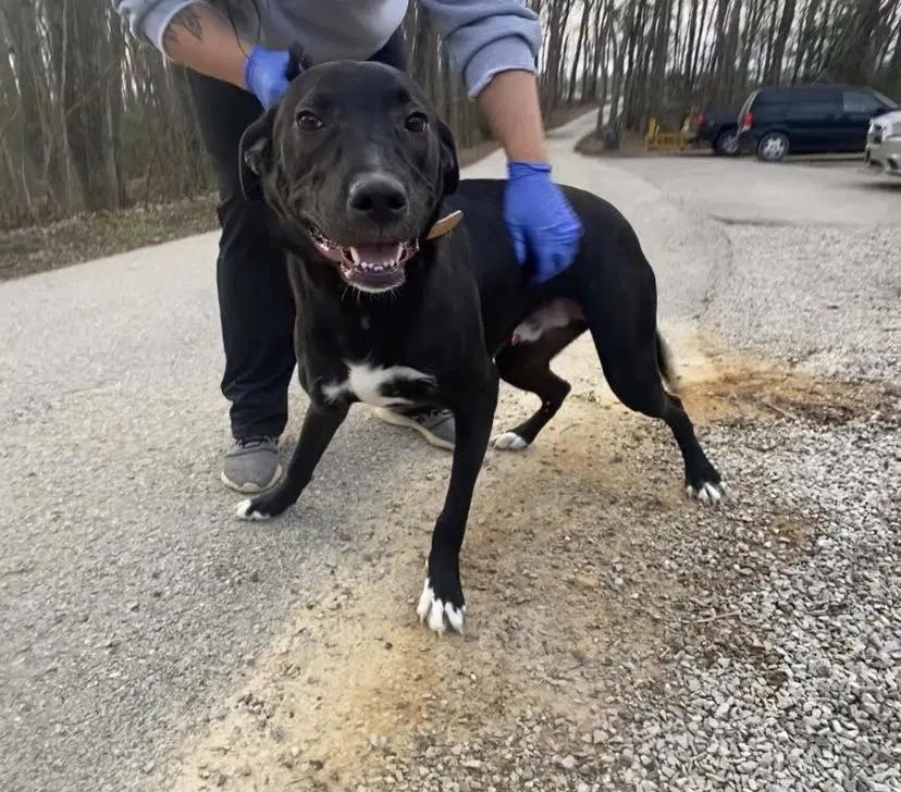 Sammy - Lab