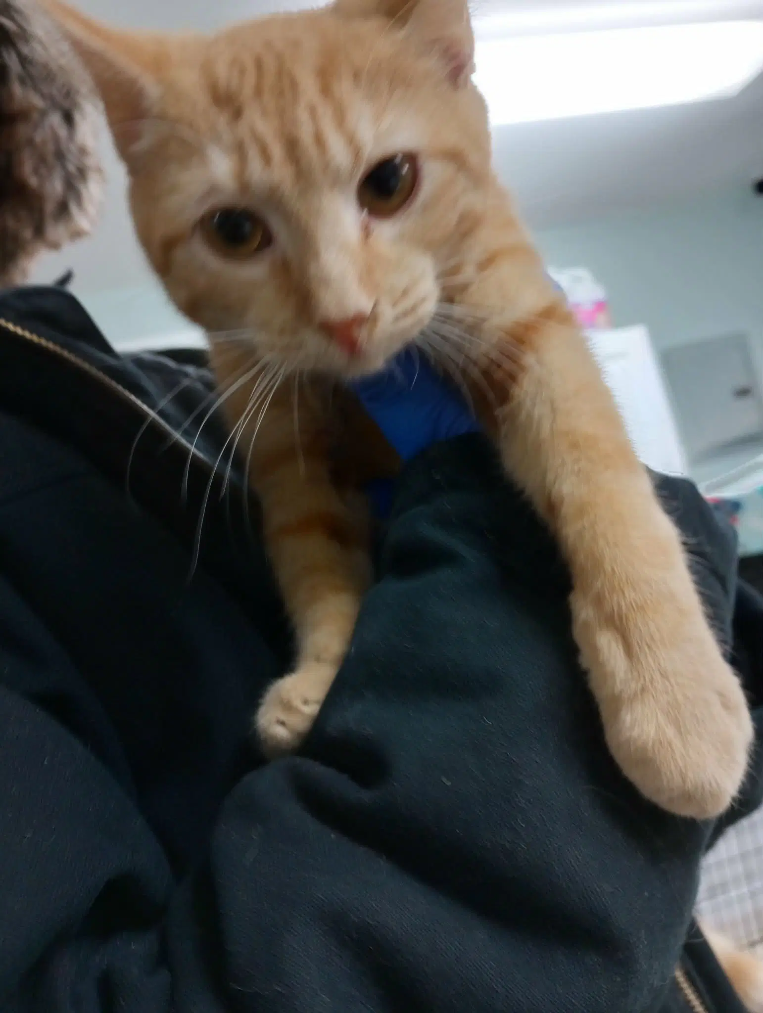 Kitties - Domestic Short Hair