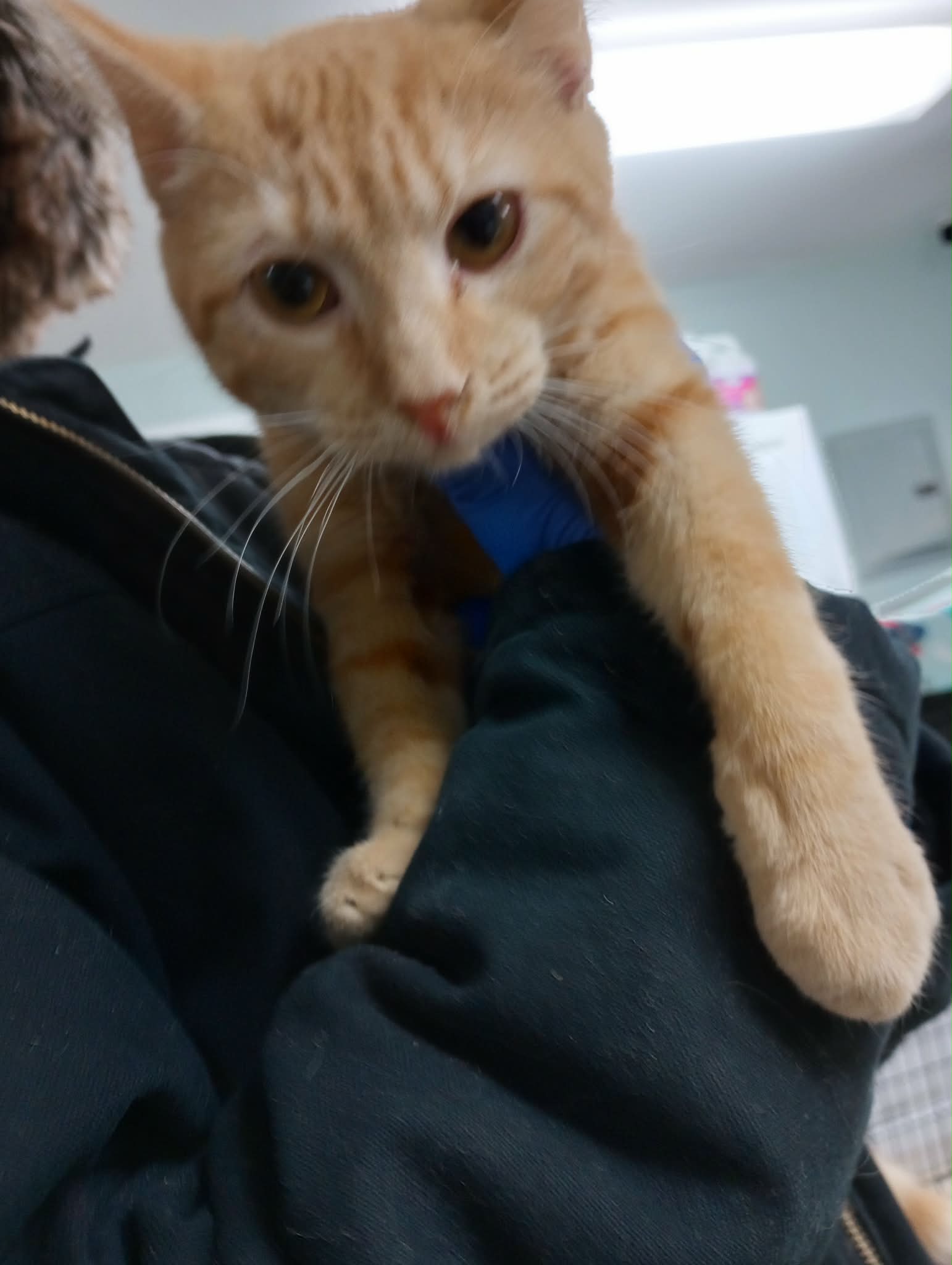 Kitties
