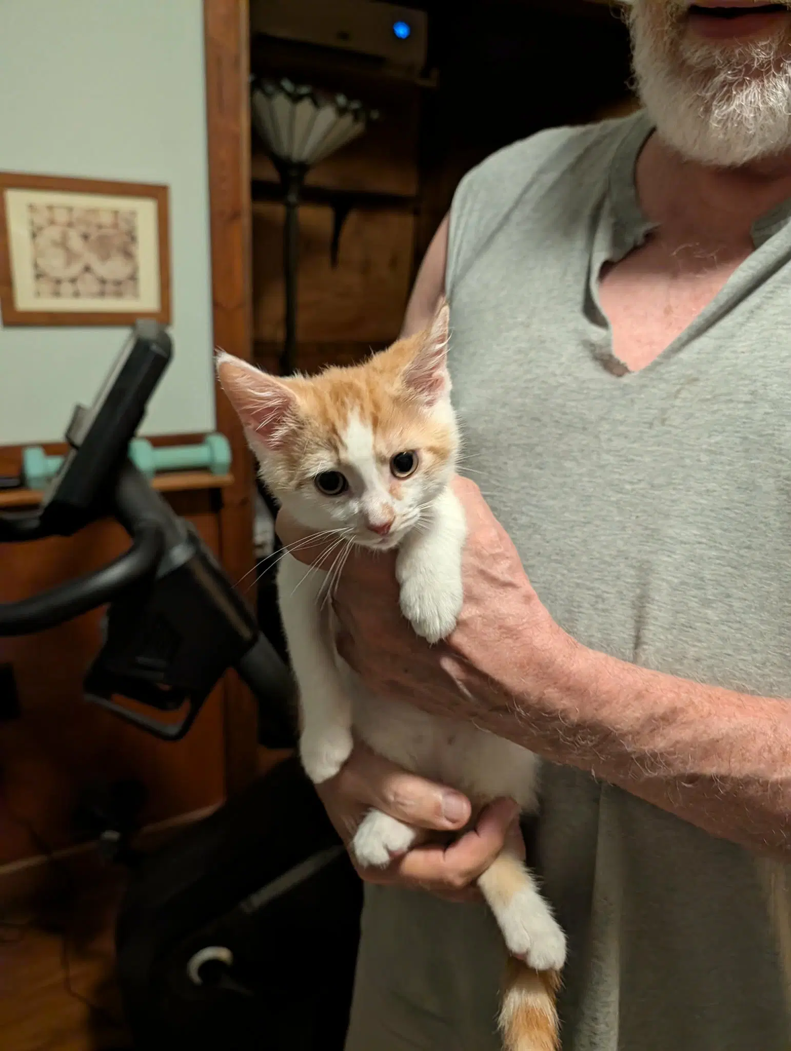 Chuckie - Domestic Short Hair