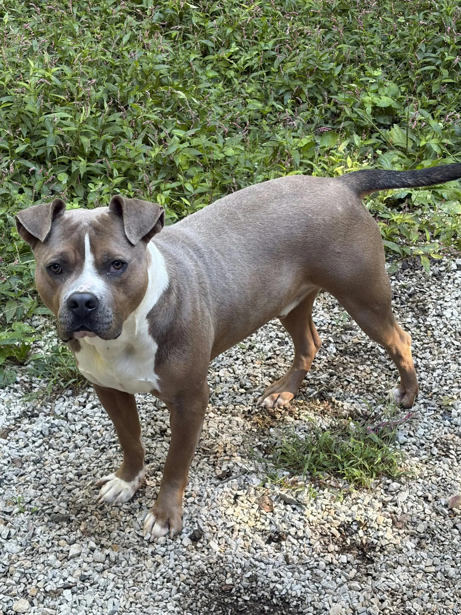 Ryan - Bulldog