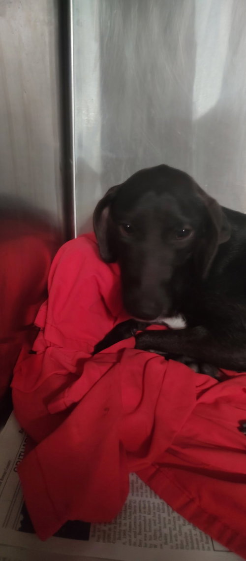 Raven, a dog for adoption from Menifee County Animal Shelter