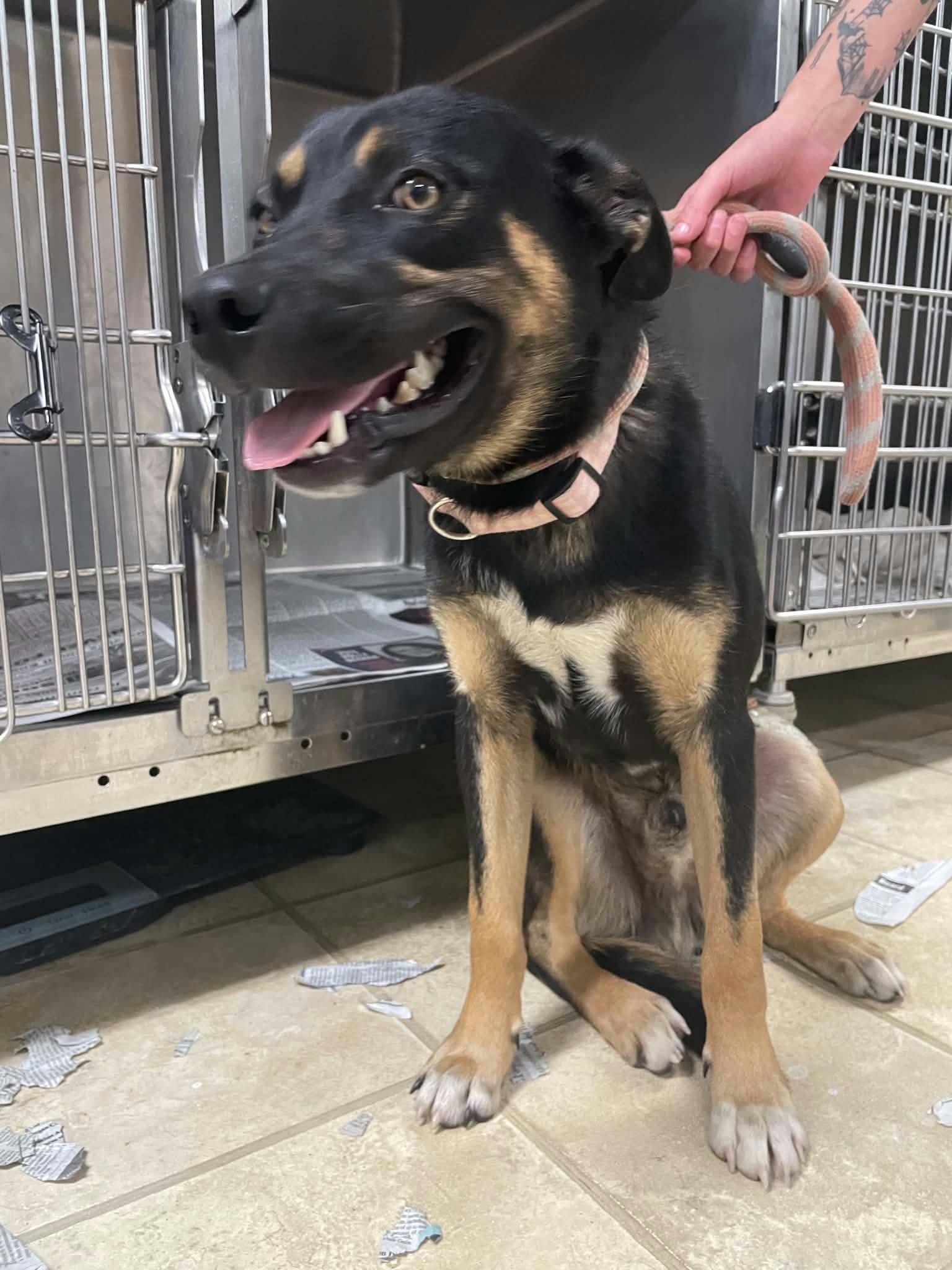 Maddox, German Shepherd Dog