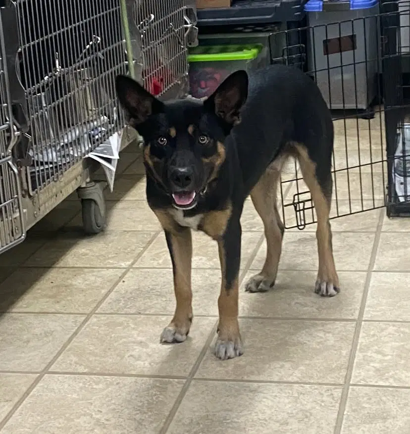 Maddox - German Shepherd Dog
