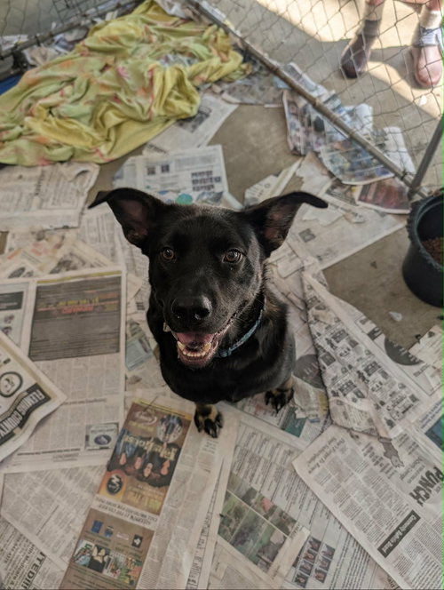 Tanner, a dog for adoption from Menifee County Animal Shelter
