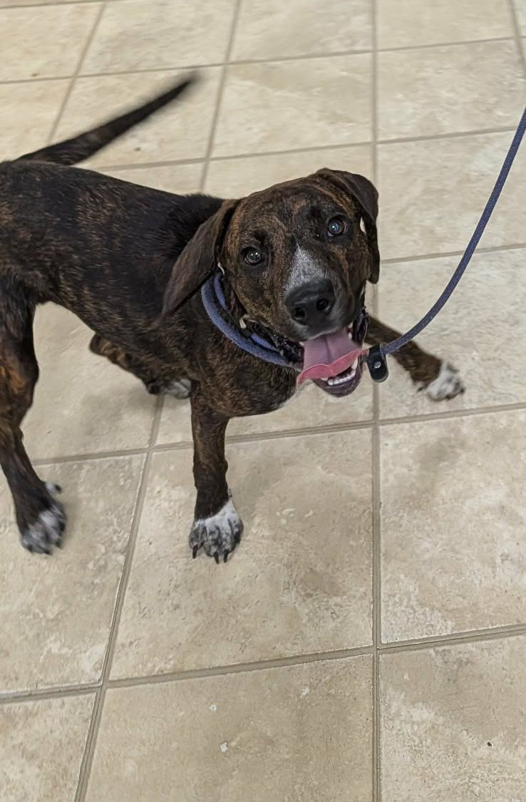 Percy, Mountain Cur