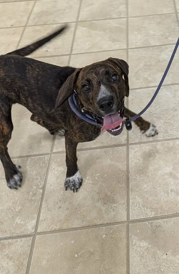 Percy - Mountain Cur