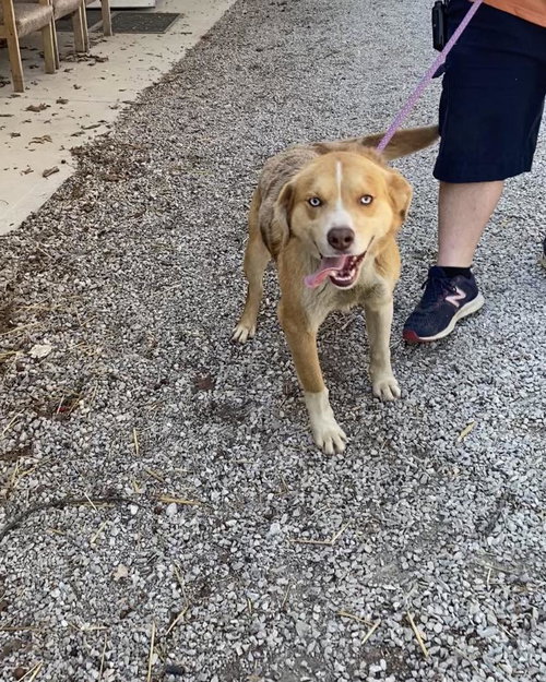 Ace, a dog for adoption from Menifee County Animal Shelter