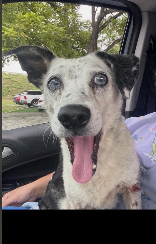 Star, a dog for adoption from Menifee County Animal Shelter