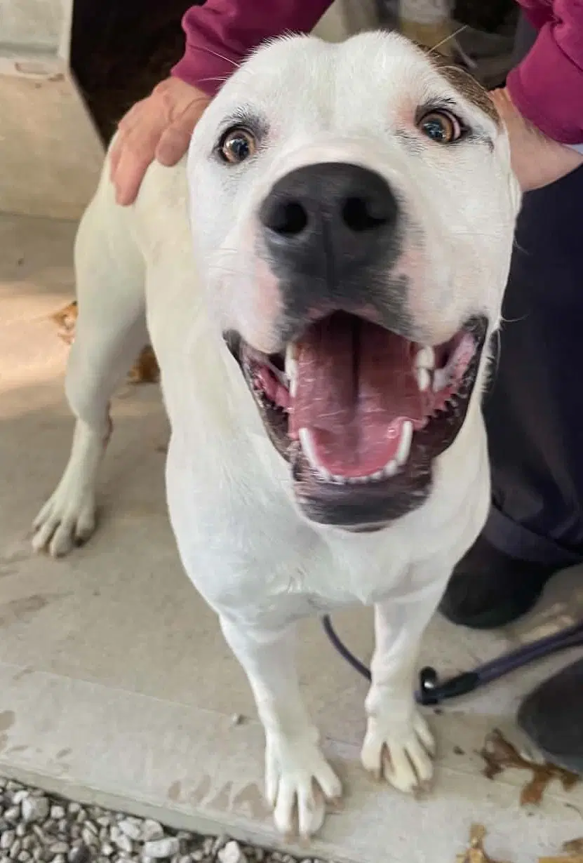 Buster - American Staffordshire Terrier