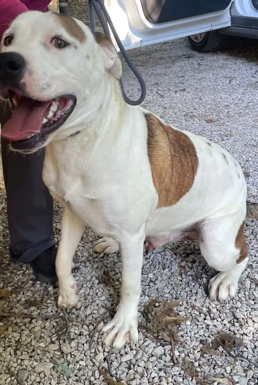 Buster image 3