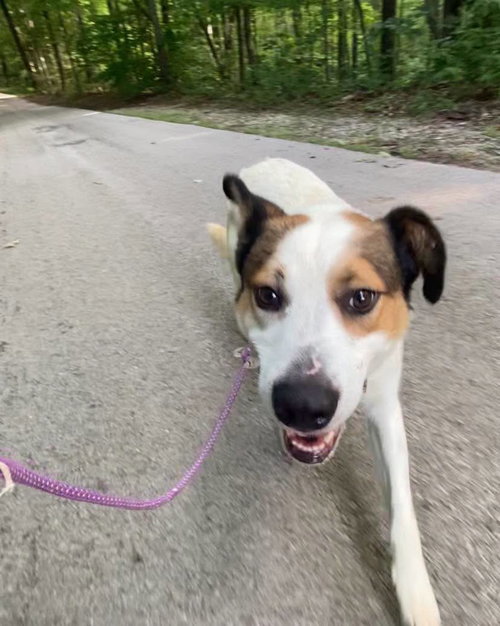 Dexter, a dog for adoption from Menifee County Animal Shelter