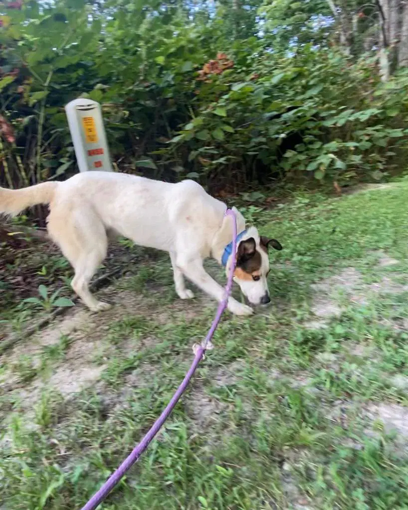 Dexter image 3