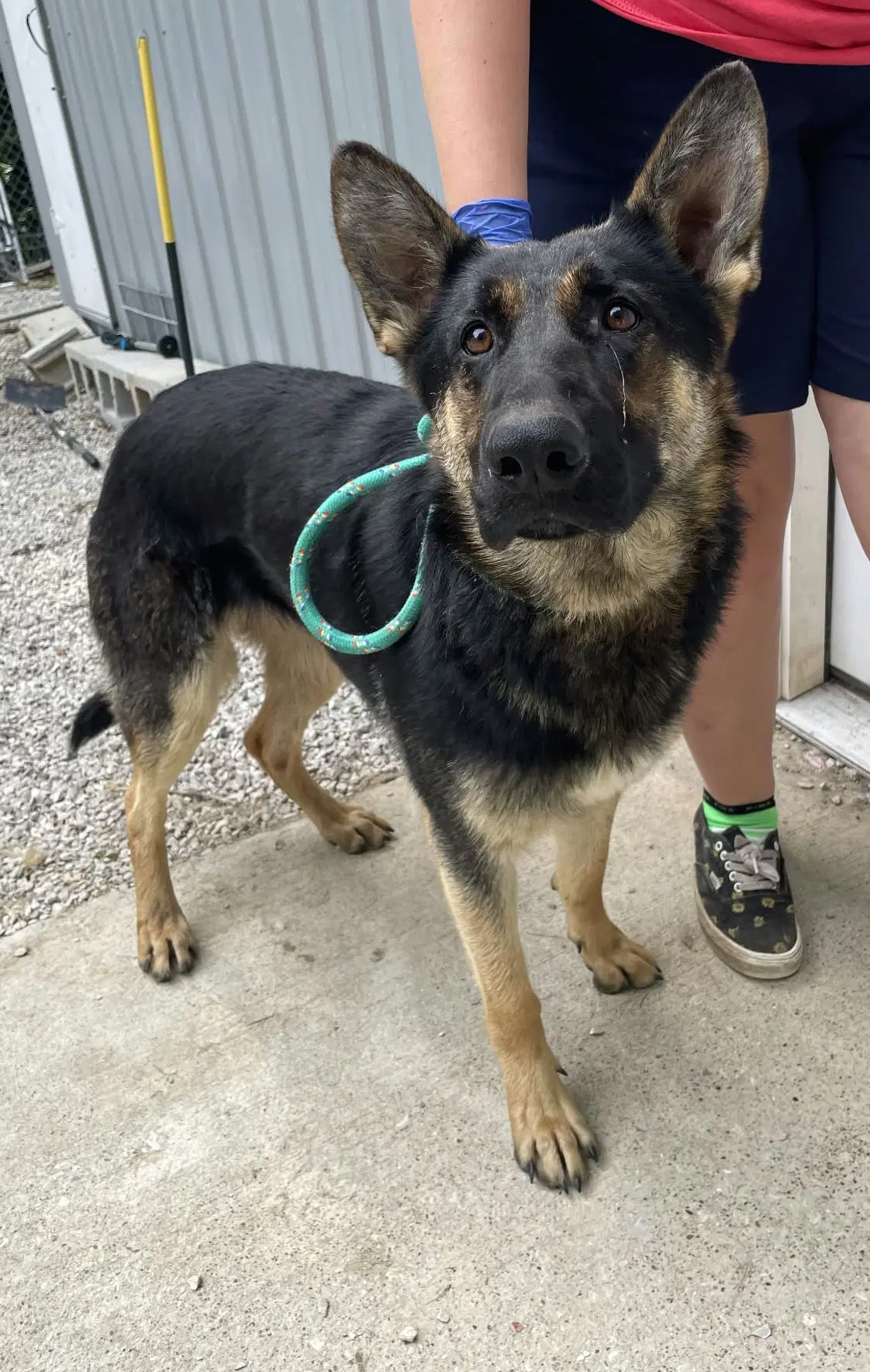 Ruby - German Shepherd Dog