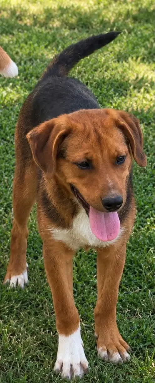 Jack - Hound