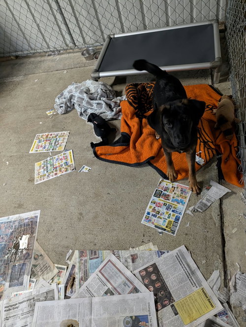 Denver, a dog for adoption from Menifee County Animal Shelter