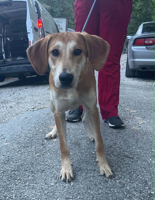 Tilly, a dog for adoption from Menifee County Animal Shelter