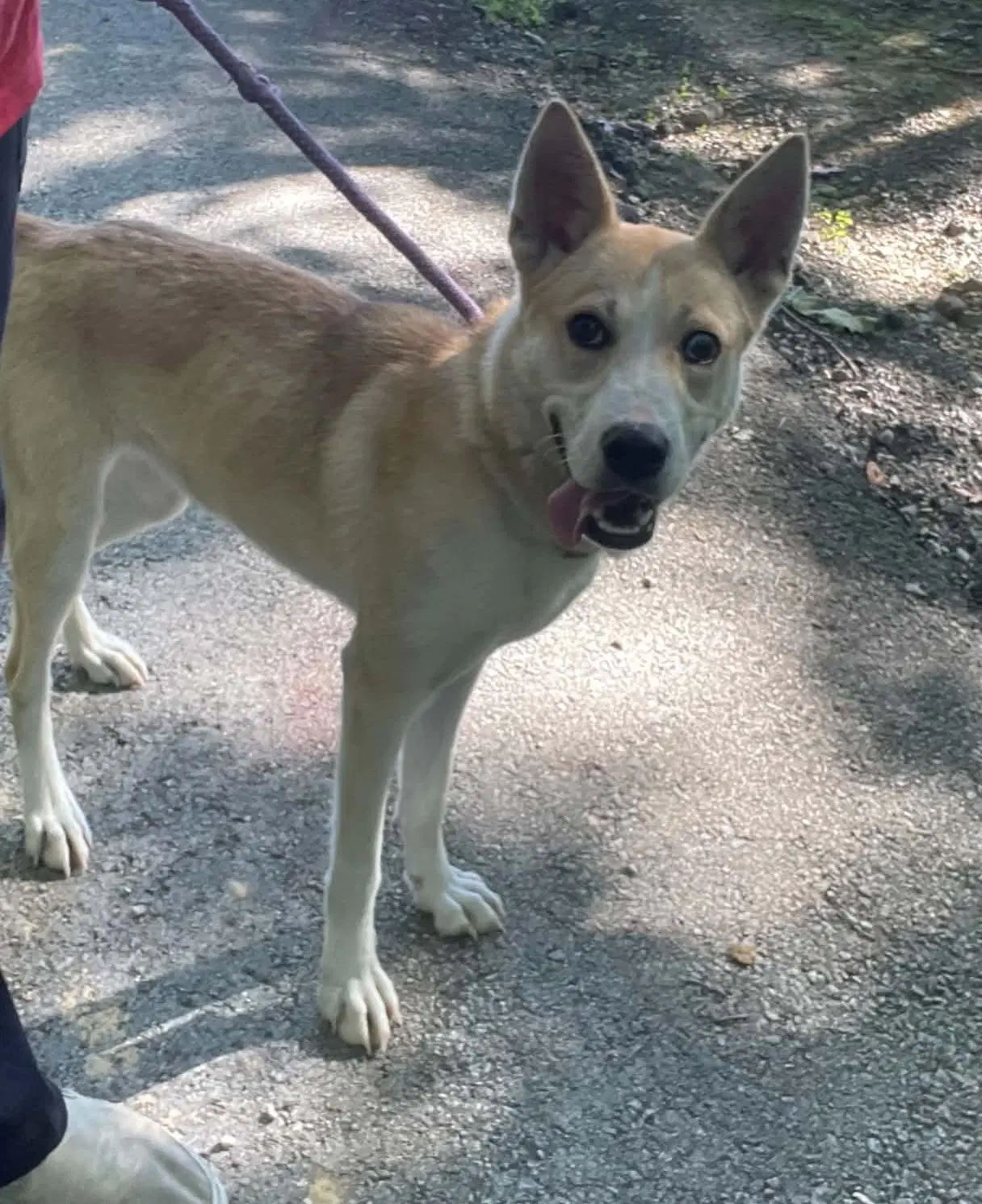 Myra - Husky