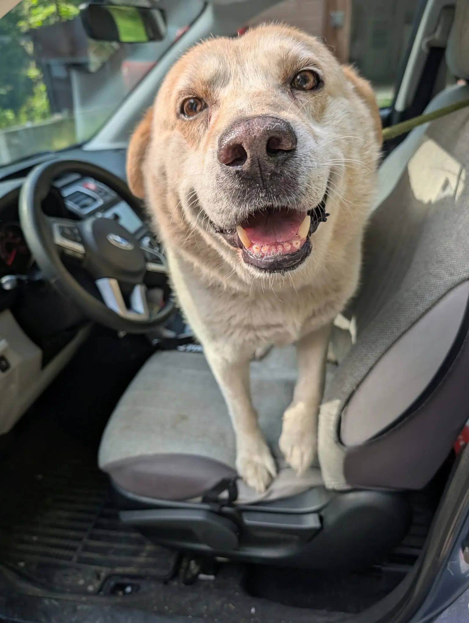 Tommy - Great Pyrenees