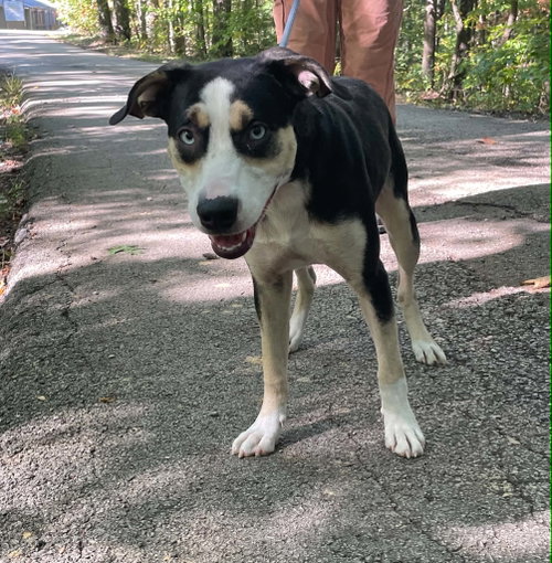 Venus, a dog for adoption from Menifee County Animal Shelter