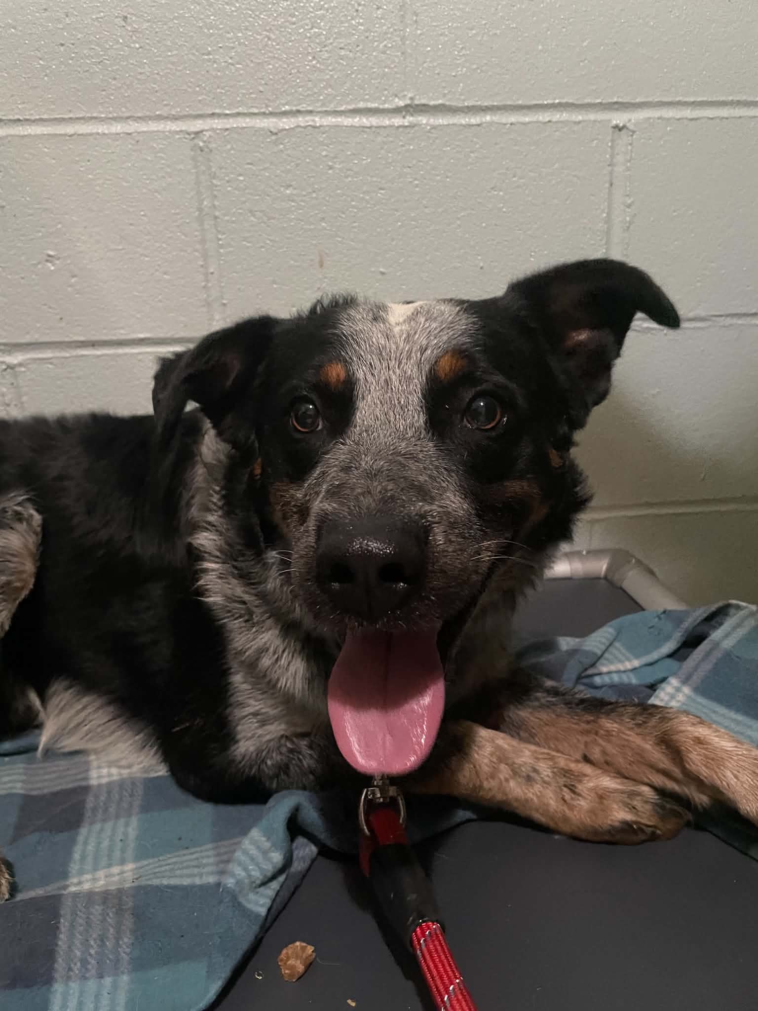 Balloo - Cattle Dog