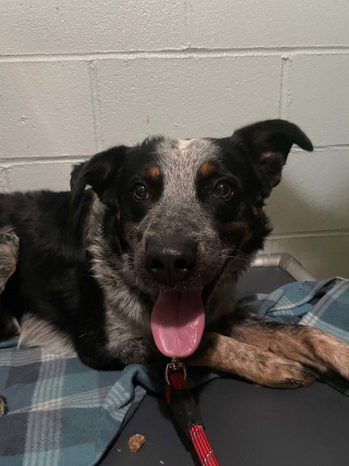 Balloo, a dog for adoption from Menifee County Animal Shelter