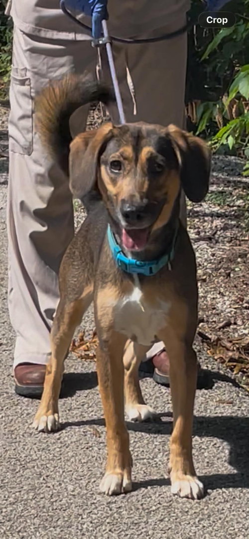 Harley, a dog for adoption from Menifee County Animal Shelter