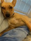 adoptable Dog in coventry, RI named COCO IN RI