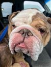 adoptable Dog in , RI named Hondo OS in RI     MEDICAL HOLD