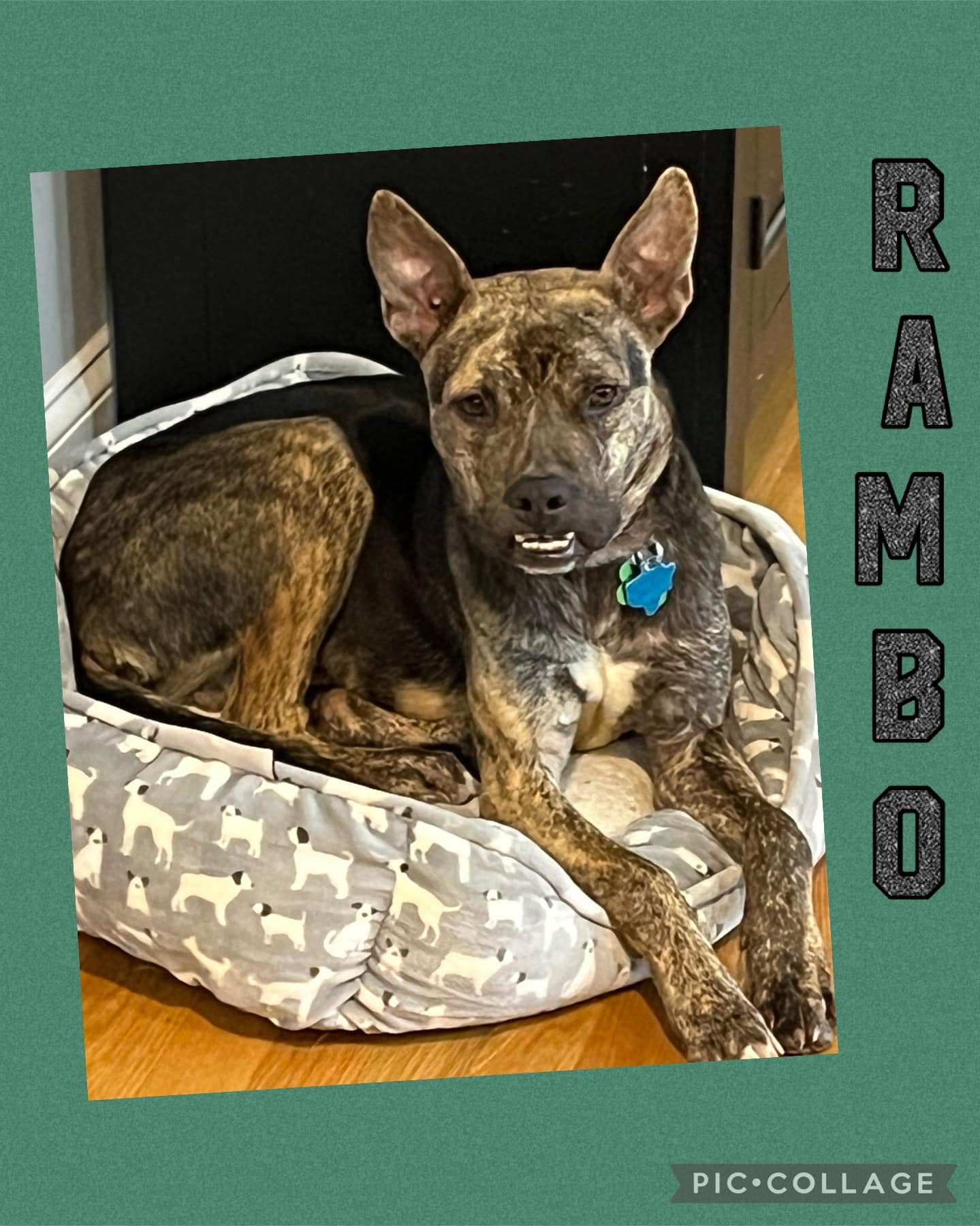 adoptable Dog in Warwick, RI named Rambo (JB) in RI